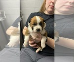 Small #1 Akita-Labrador Retriever Mix