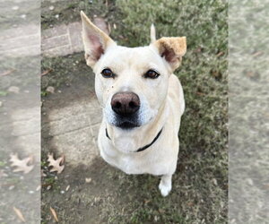 Labrador Retriever-Unknown Mix Dogs for adoption in Germanton, TN, USA