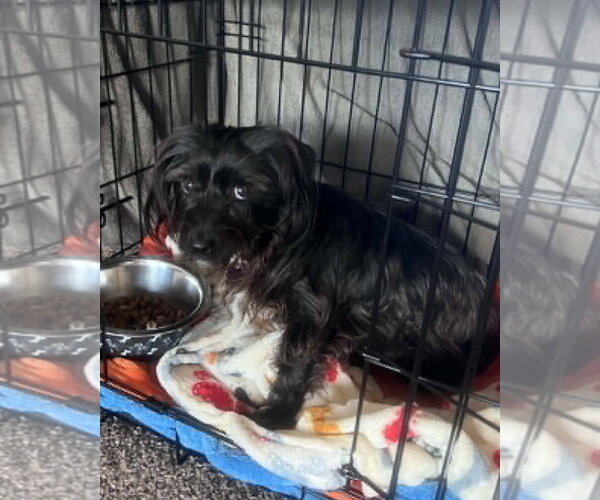 Medium Photo #7 Mutt Puppy For Sale in Corona, CA, USA