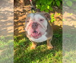 Small #3 Bulldog