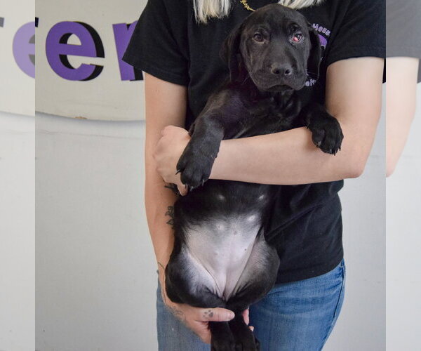 Medium Photo #4 Mutt Puppy For Sale in Huntley, IL, USA