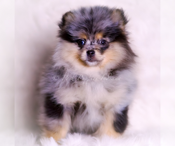 Medium Photo #97 Pomeranian Puppy For Sale in WARSAW, IN, USA