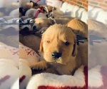 Small Photo #7 Golden Retriever Puppy For Sale in SEBREE, KY, USA