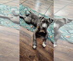 Small #2 Mutt