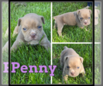 Image preview for Ad Listing. Nickname: Penny