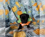 Small Photo #9 Cane Corso Puppy For Sale in OKLAHOMA CITY, OK, USA