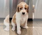 Small Photo #16 Goldendoodle Puppy For Sale in KANSAS CITY, MO, USA