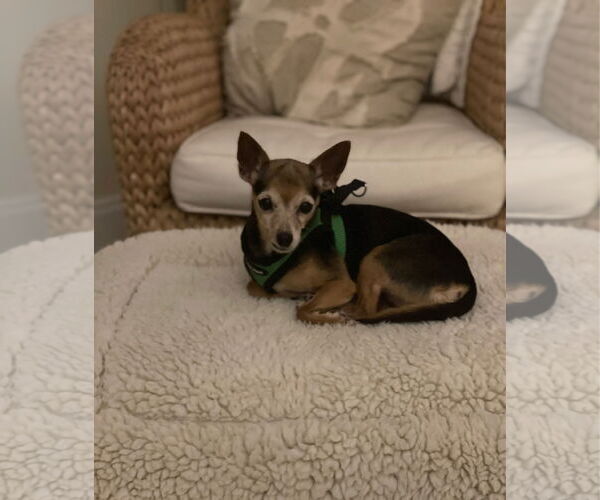 Medium Photo #2 Chihuahua-Unknown Mix Puppy For Sale in Weston, FL, USA