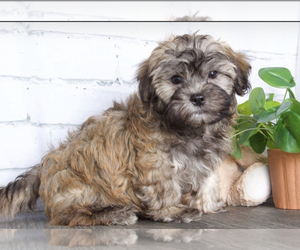 Zuchon Puppy for sale in RED LION, PA, USA