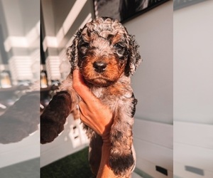 Bernedoodle Litter for sale in TRAFALGAR, IN, USA