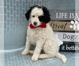 Miniature Bernedoodle Puppy for sale in LANCASTER, PA, USA