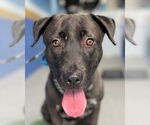 Small #4 Labrador Retriever Mix