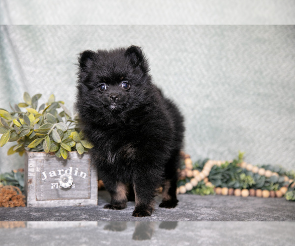 Medium Photo #2 Pomeranian Puppy For Sale in CLARE, MI, USA