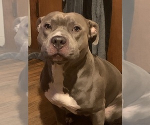 Father of the American Bully puppies born on 11/22/2025