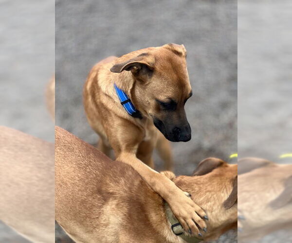 Medium Photo #4 Boxer-German Shepherd Dog Mix Puppy For Sale in Webster, WI, USA