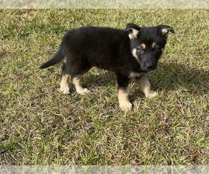 German Shepherd Dog-Siberian Husky Mix Puppy for sale in NAVARRE, FL, USA