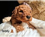 Small Photo #32 Goldendoodle (Miniature) Puppy For Sale in GASTONIA, NC, USA