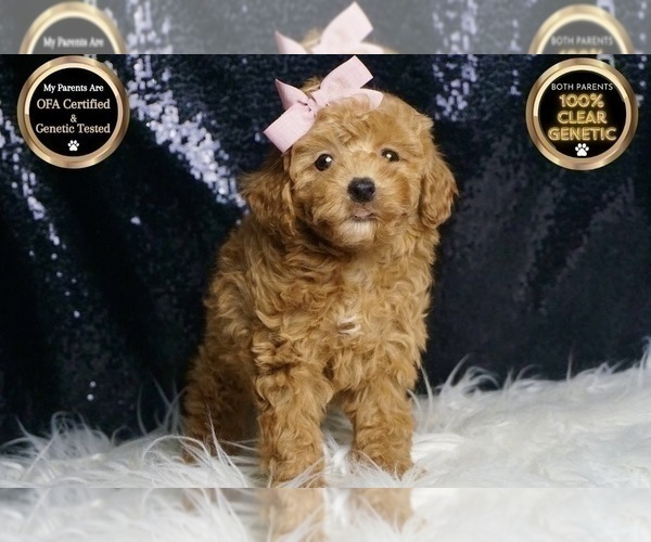 Medium Photo #2 Poodle (Toy) Puppy For Sale in WARSAW, IN, USA