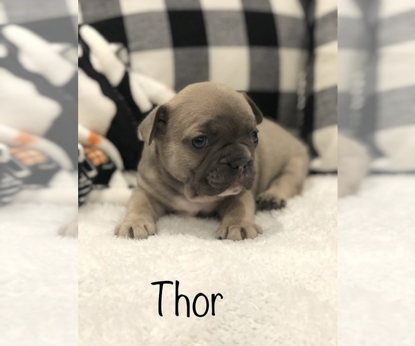 Medium Photo #2 French Bulldog Puppy For Sale in PARAGOULD, AR, USA