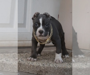 American Bully Puppy for sale in CHAMPAIGN, IL, USA