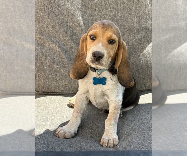 Medium Photo #1 Beagle Puppy For Sale in COLORADO SPRINGS, CO, USA