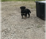 Puppy Blue Collar German Shepherd Dog