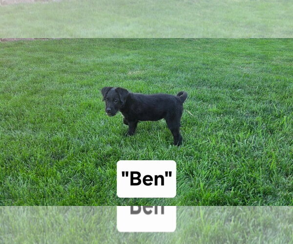 Medium Photo #1 Poodle (Miniature)-Unknown Mix Puppy For Sale in MIDWAY, UT, USA