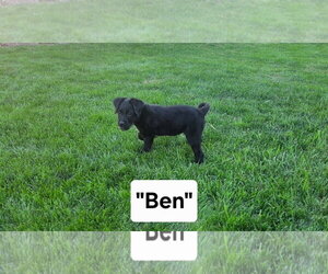 Poodle (Miniature)-Unknown Mix Dogs for adoption in MIDWAY, UT, USA