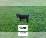 Small Poodle (Miniature) Mix