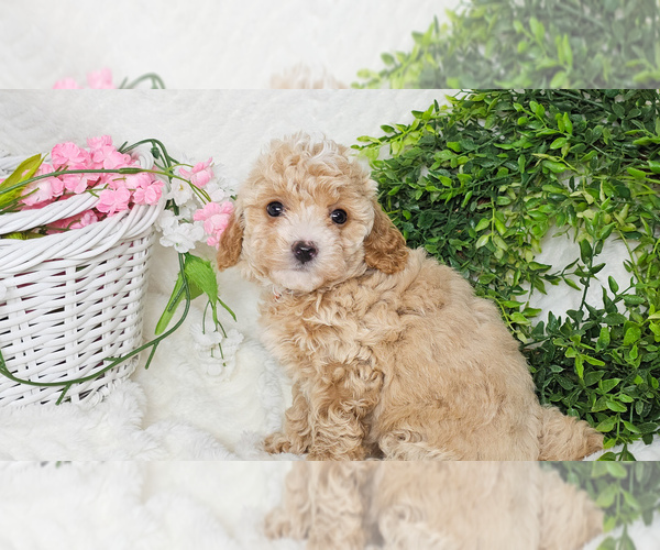 Medium Photo #1 Poodle (Toy) Puppy For Sale in COLLEGE STA, TX, USA