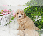 Small Poodle (Toy)