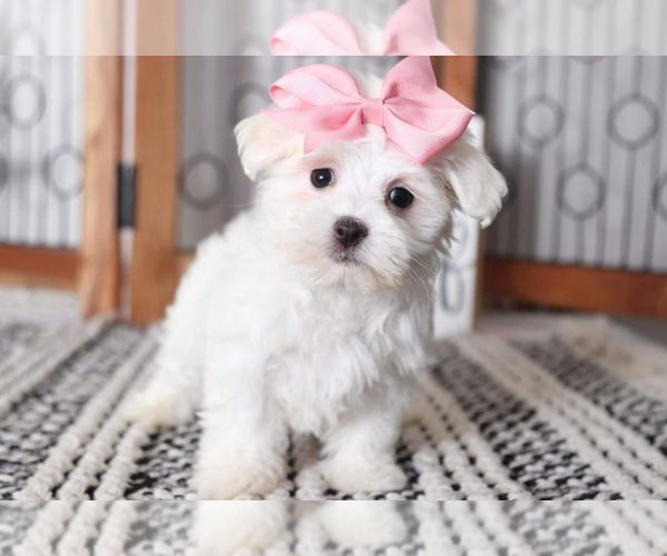 Medium Photo #1 Maltese Puppy For Sale in NAPLES, FL, USA