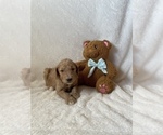 Small Photo #3 Goldendoodle Puppy For Sale in CHESNEE, SC, USA