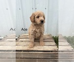 Small Photo #3 Goldendoodle (Miniature) Puppy For Sale in GOSHEN, IN, USA