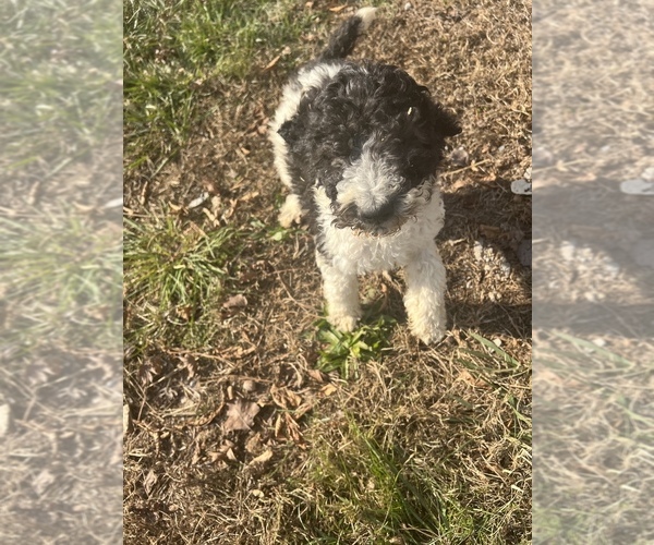 Medium Photo #3 Poodle (Standard) Puppy For Sale in LAWRENCEBURG, TN, USA
