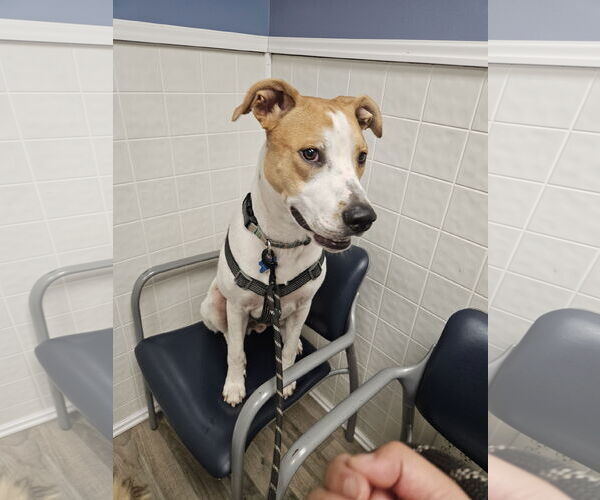 Medium Photo #15 Pointer-Unknown Mix Puppy For Sale in Minneapolis, MN, USA