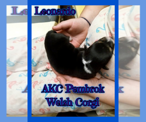 Pembroke Welsh Corgi Puppy for sale in GALLEGOS, NM, USA