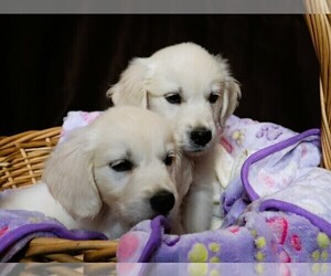English Cream Golden Retriever Puppy for Sale in LANCASTER, Wisconsin USA