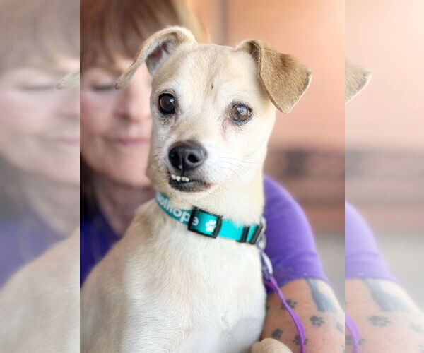 Medium Photo #2 Chihuahua Puppy For Sale in Pittsburg, CA, USA