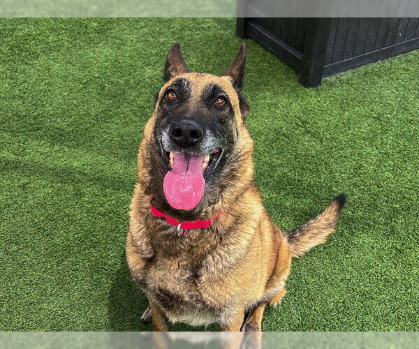 Medium Photo #1 Holland Shepherd Puppy For Sale in Orange, CA, USA