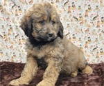 Small Photo #2 Bernedoodle Puppy For Sale in BLAKESBURG, IA, USA