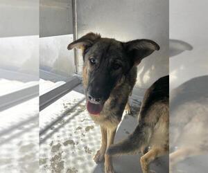German Shepherd Dog Dogs for adoption in Camarillo, CA, USA