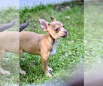 Small #1 Chihuahua Mix