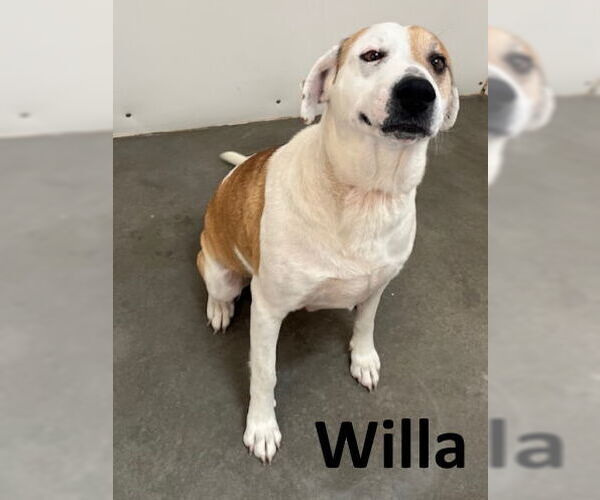 Medium Photo #1 Labrador Retriever-Unknown Mix Puppy For Sale in Mountain View, AR, USA