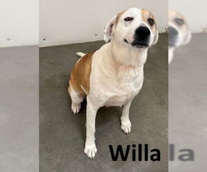 Labrador Retriever-Unknown Mix Dogs for adoption in Mountain View, AR, USA