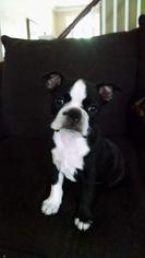 Boston Terrier Puppy for sale in SNEADS FERRY, NC, USA