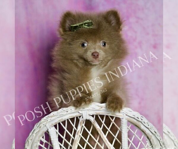Medium Photo #27 Pomeranian Puppy For Sale in WARSAW, IN, USA