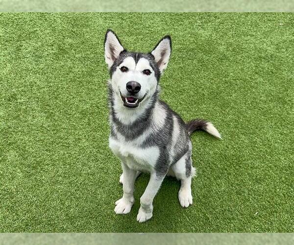 Medium Photo #1 Siberian Husky Puppy For Sale in Orange, CA, USA