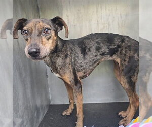 Catahoula Leopard Dog-Unknown Mix Dogs for adoption in Conroe, TX, USA