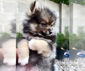 Pomeranian Puppy for Sale in ALBUQUERQUE, New Mexico USA